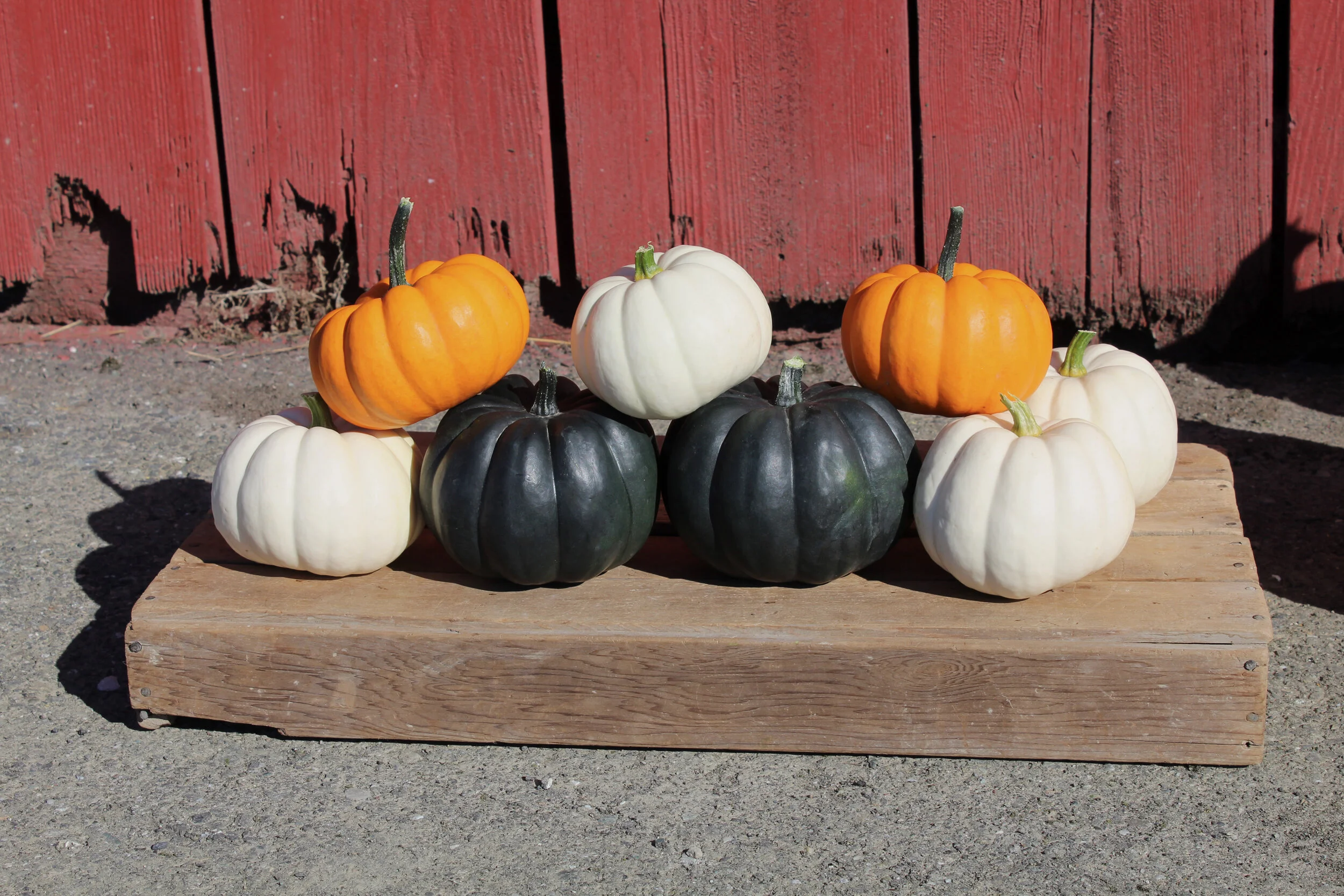 2021 Catalog Highlights — Osborne Quality Seeds Blog